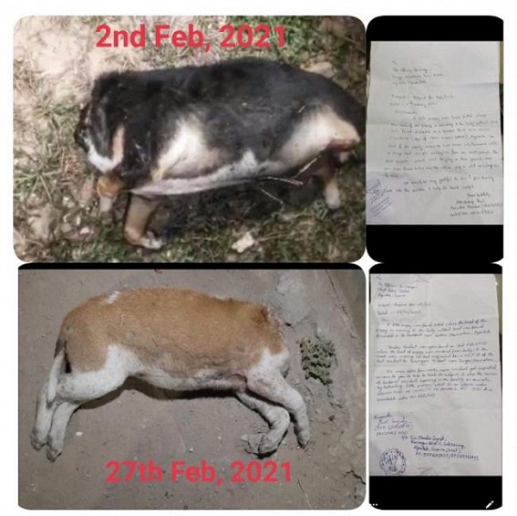 (Bali) Sacrifice of Dogs in Agartala !!! Repeated incidents of Headless Bodies of Dogs found in front of the Crying mother